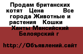 Продам британских котят › Цена ­ 500 - Все города Животные и растения » Кошки   . Ханты-Мансийский,Белоярский г.